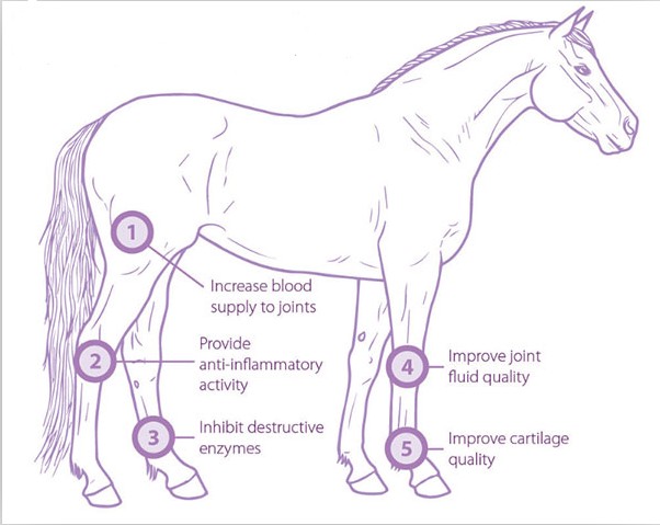 Os animais de estimação pequenos veterinários da fisioterapia usam a máquina extracorporal da onda de choque do cavalo da terapia da inquietação equino